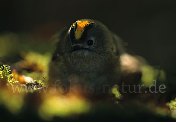 Wintergoldhähnchen (Regulus regulus)