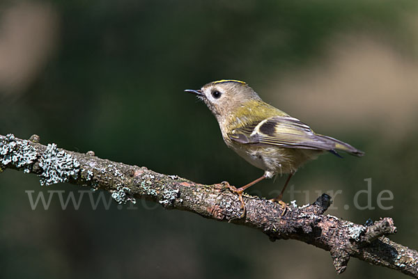 Wintergoldhähnchen (Regulus regulus)