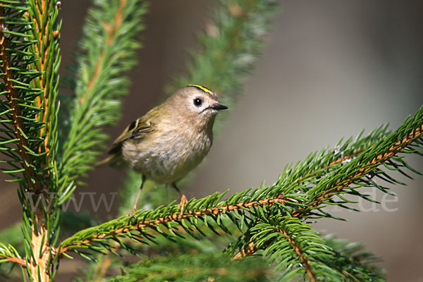 Wintergoldhähnchen (Regulus regulus)