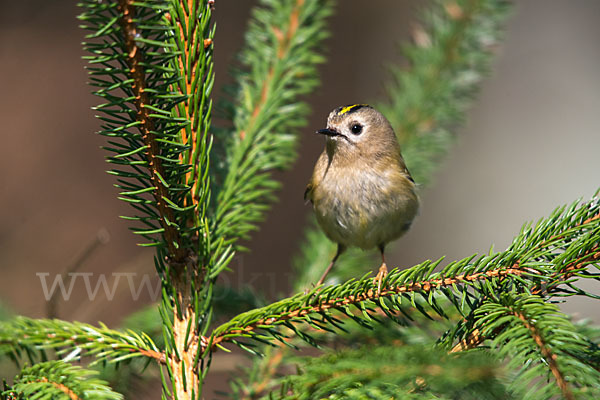 Wintergoldhähnchen (Regulus regulus)