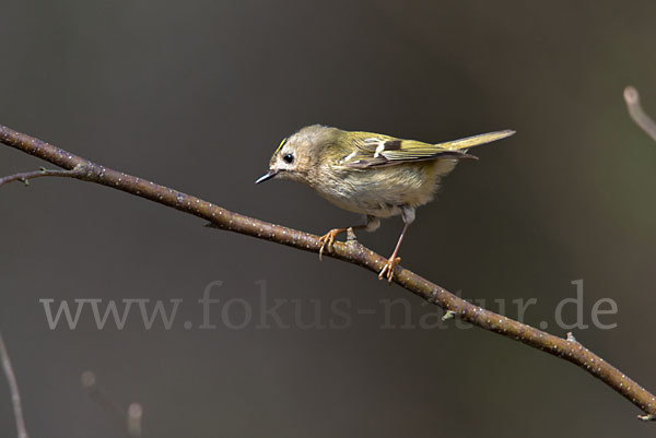 Wintergoldhähnchen (Regulus regulus)