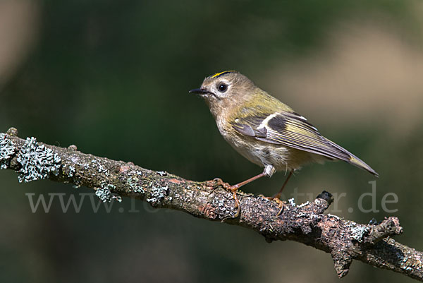 Wintergoldhähnchen (Regulus regulus)