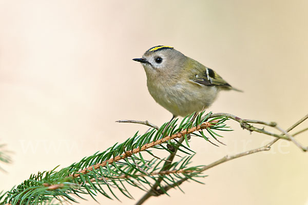 Wintergoldhähnchen (Regulus regulus)