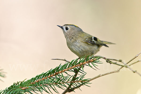 Wintergoldhähnchen (Regulus regulus)