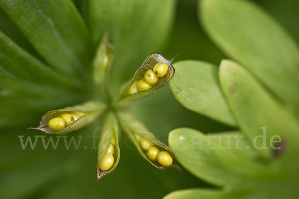 Winterling (Eranthis hyemalis)