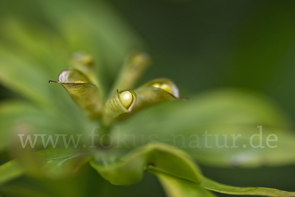 Winterling (Eranthis hyemalis)