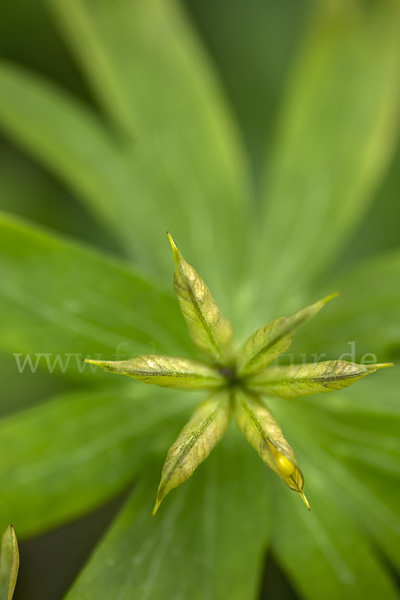 Winterling (Eranthis hyemalis)