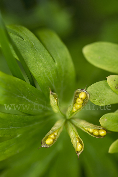 Winterling (Eranthis hyemalis)