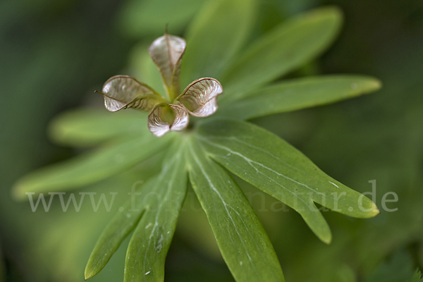 Winterling (Eranthis hyemalis)