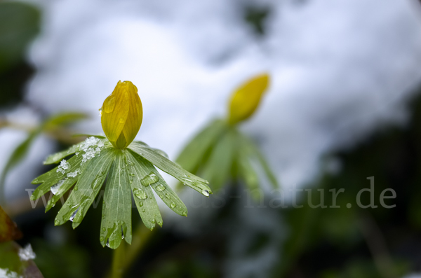 Winterling (Eranthis hyemalis)