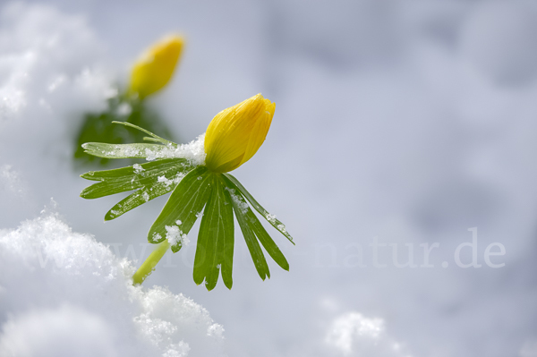 Winterling (Eranthis hyemalis)