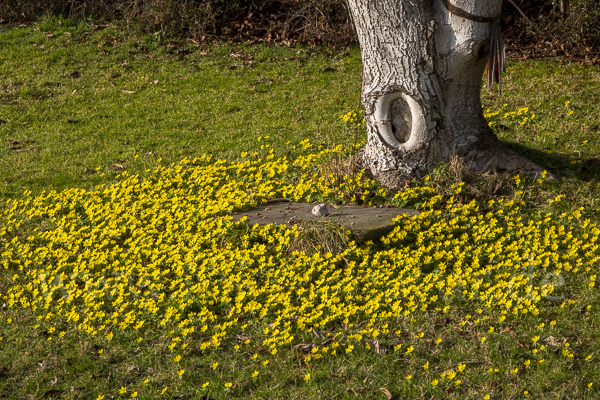 Winterling (Eranthis hyemalis)