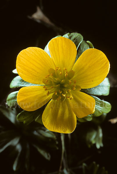 Winterling (Eranthis hyemalis)