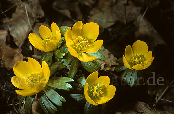 Winterling (Eranthis hyemalis)