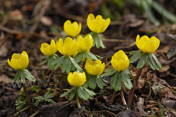 Winterling (Eranthis hyemalis)