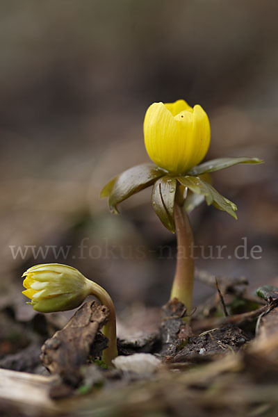 Winterling (Eranthis hyemalis)