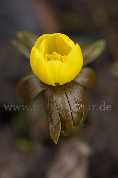 Winterling (Eranthis hyemalis)