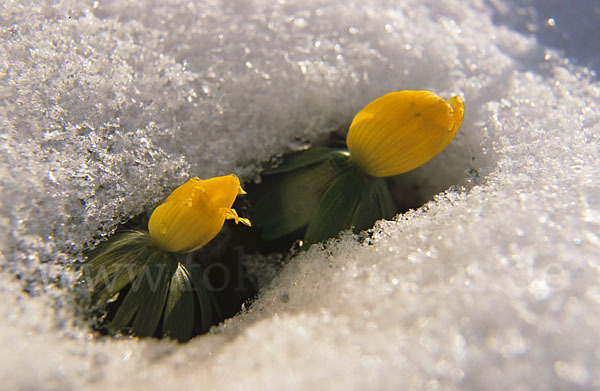 Winterling (Eranthis hyemalis)