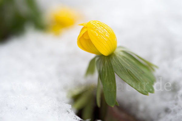 Winterling (Eranthis hyemalis)