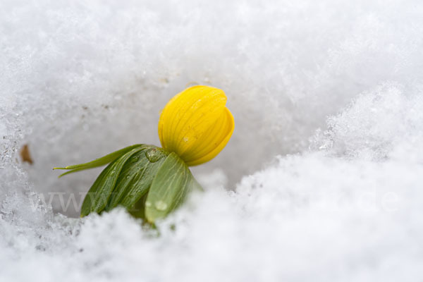 Winterling (Eranthis hyemalis)