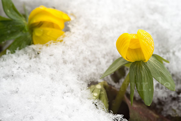 Winterling (Eranthis hyemalis)