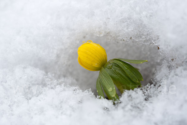 Winterling (Eranthis hyemalis)