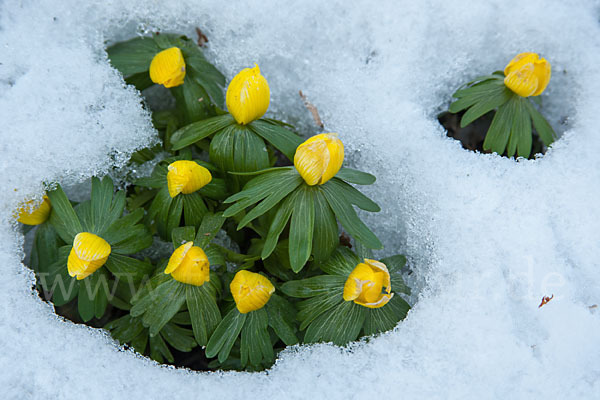 Winterling (Eranthis hyemalis)