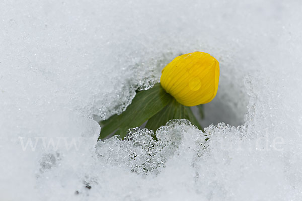 Winterling (Eranthis hyemalis)