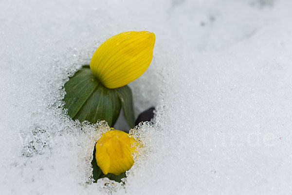 Winterling (Eranthis hyemalis)