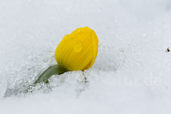 Winterling (Eranthis hyemalis)