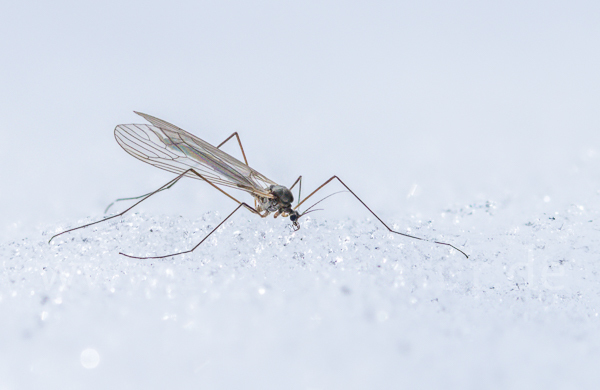 Wintermücke (Trichoceridae spec.)