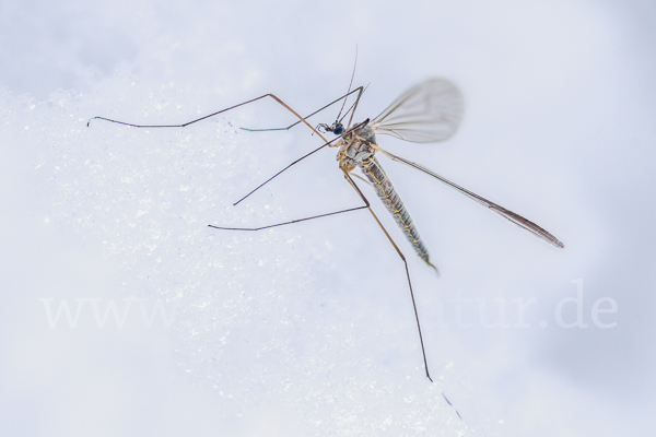 Wintermücke (Trichoceridae spec.)