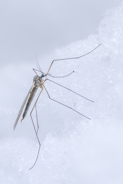 Wintermücke (Trichoceridae spec.)