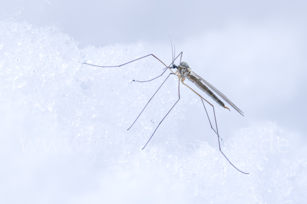 Wintermücke (Trichoceridae spec.)