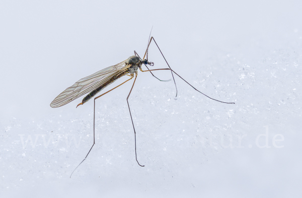 Wintermücke (Trichoceridae spec.)