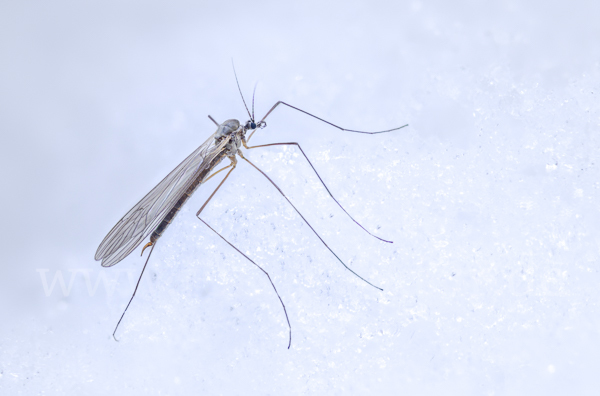 Wintermücke (Trichoceridae spec.)