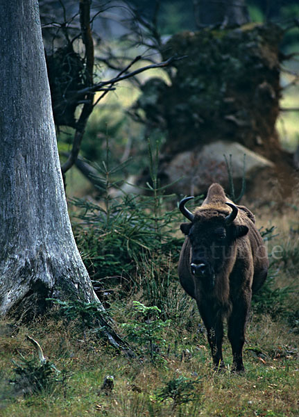 Wisent (Bison bonasus)