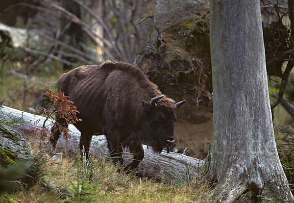 Wisent (Bison bonasus)