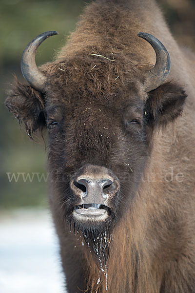 Wisent (Bison bonasus)