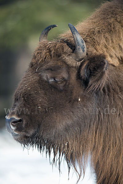 Wisent (Bison bonasus)