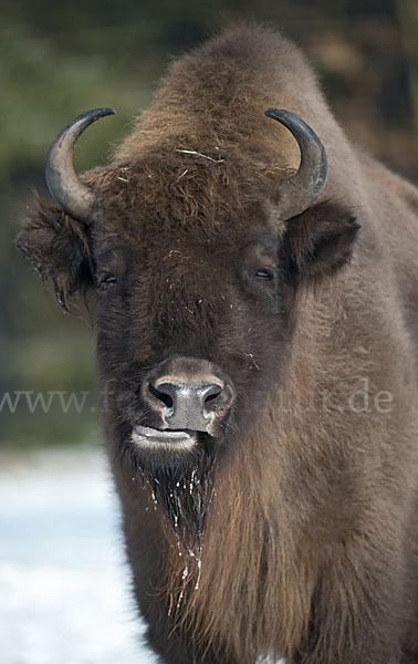 Wisent (Bison bonasus)