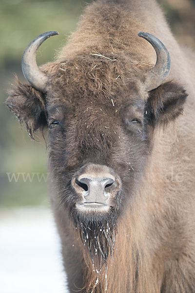 Wisent (Bison bonasus)