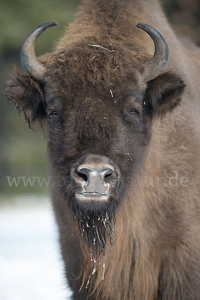 Wisent (Bison bonasus)