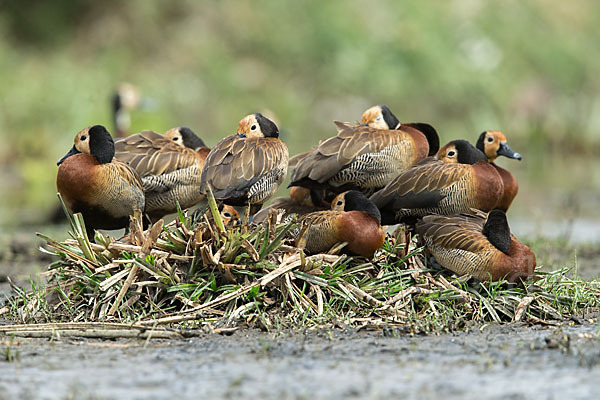 Witwenpfeifgans (Dendrocygna viduata)