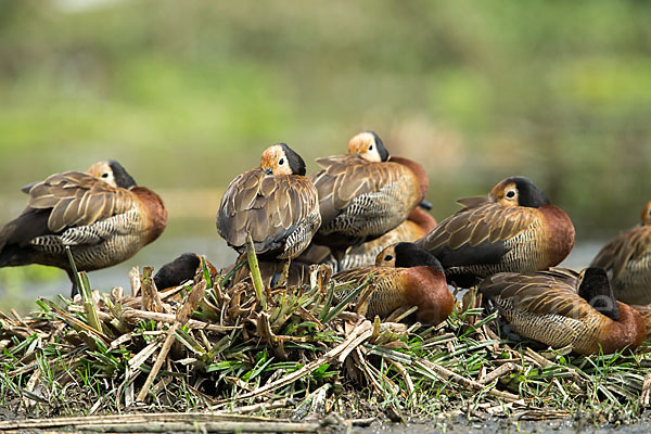 Witwenpfeifgans (Dendrocygna viduata)