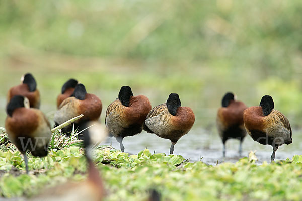 Witwenpfeifgans (Dendrocygna viduata)