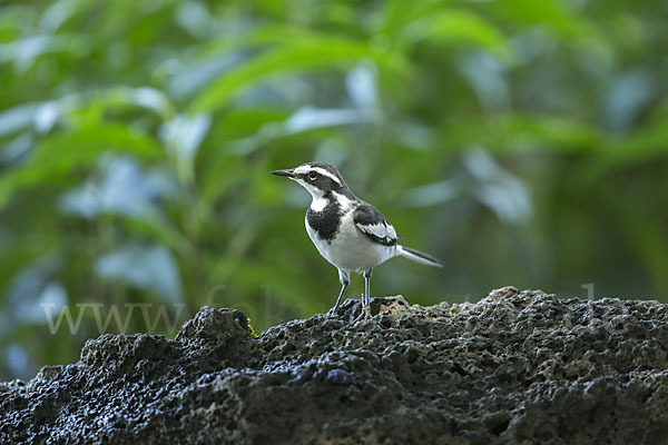 Witwenstelze (Motacilla aguimp)