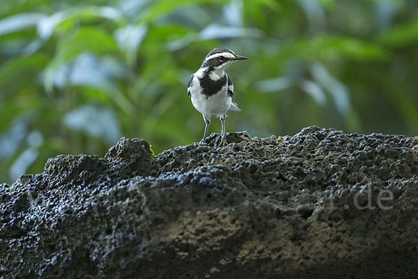 Witwenstelze (Motacilla aguimp)