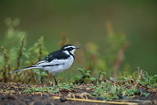 Witwenstelze (Motacilla aguimp)