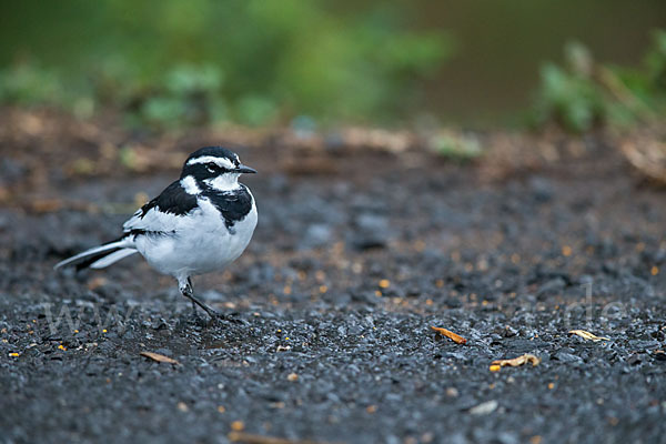 Witwenstelze (Motacilla aguimp)